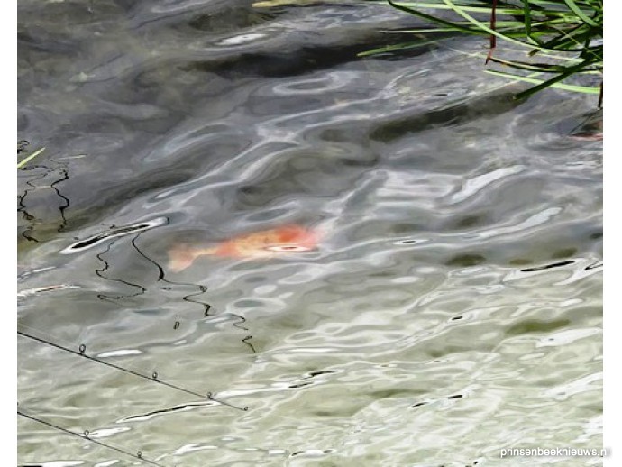 Koi karpers in De Kuil