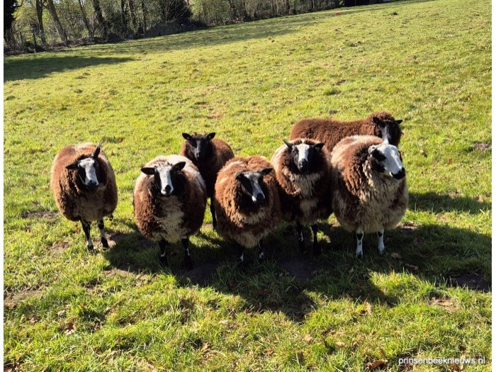 Schaap gestolen en geslacht aan Overbroek